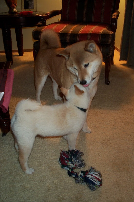 布莱顿中场层层推进撕裂密集防守,布莱顿主场球衣