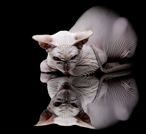 开云网页版-国王夏季联赛接连遭遇强敌挑战，国王夺夏联冠军