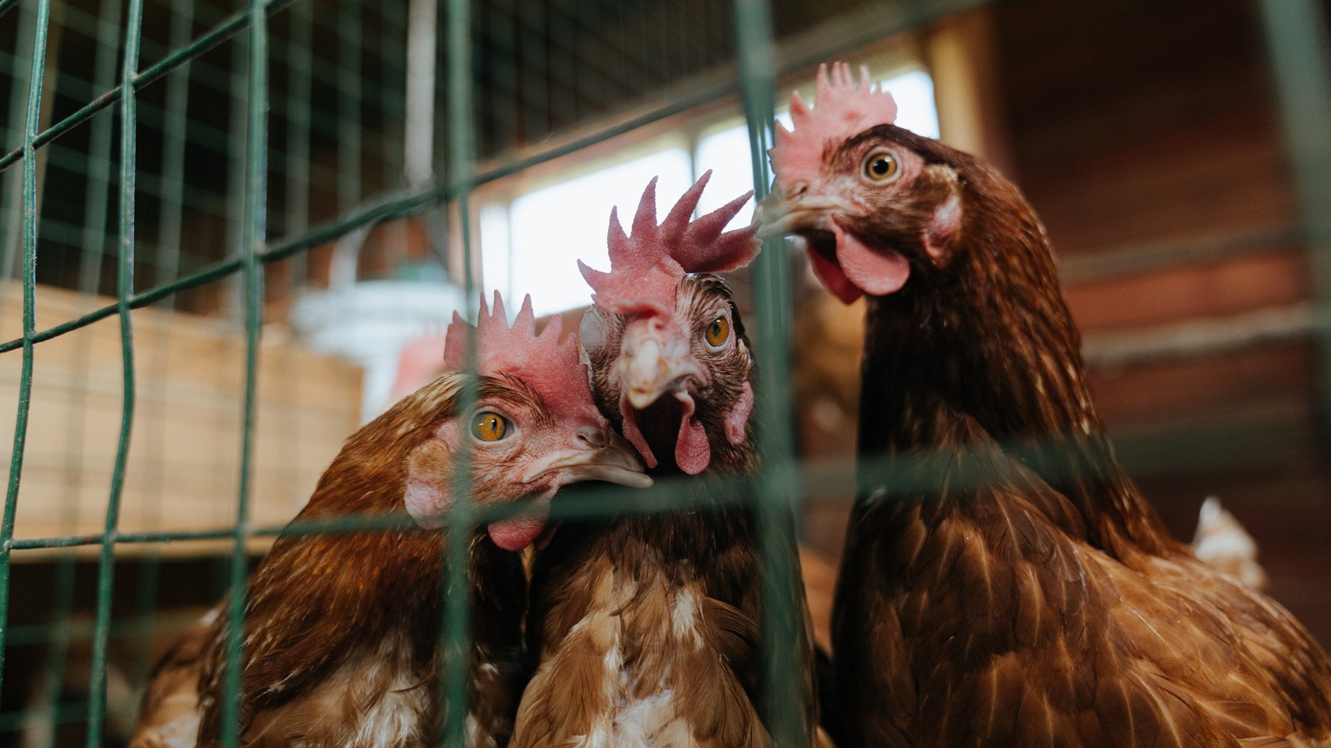埃及男篮在非洲锦标赛中继续领跑，名副其实的非洲劲旅