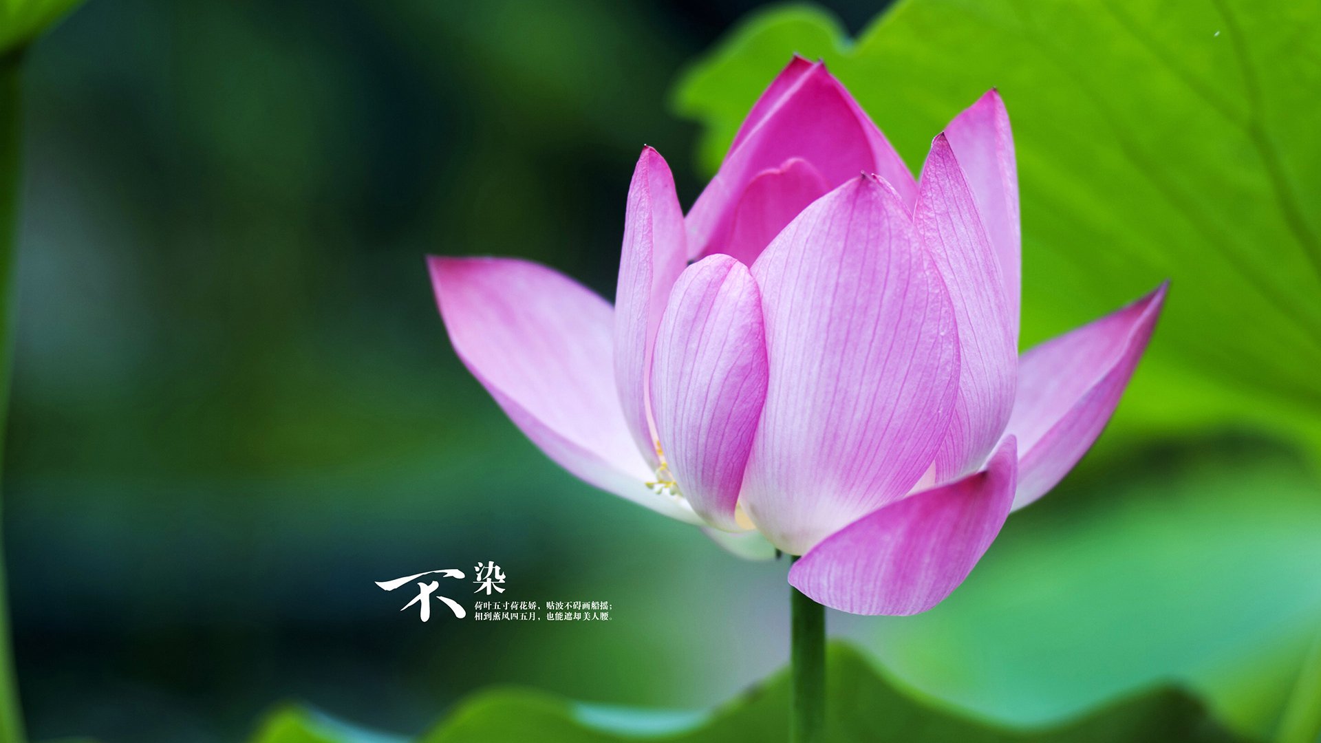 开云网页版登录入口-格鲁吉亚女篮在欧洲锦标赛中表现亮眼，迈向更高舞台，格鲁吉亚杯篮球