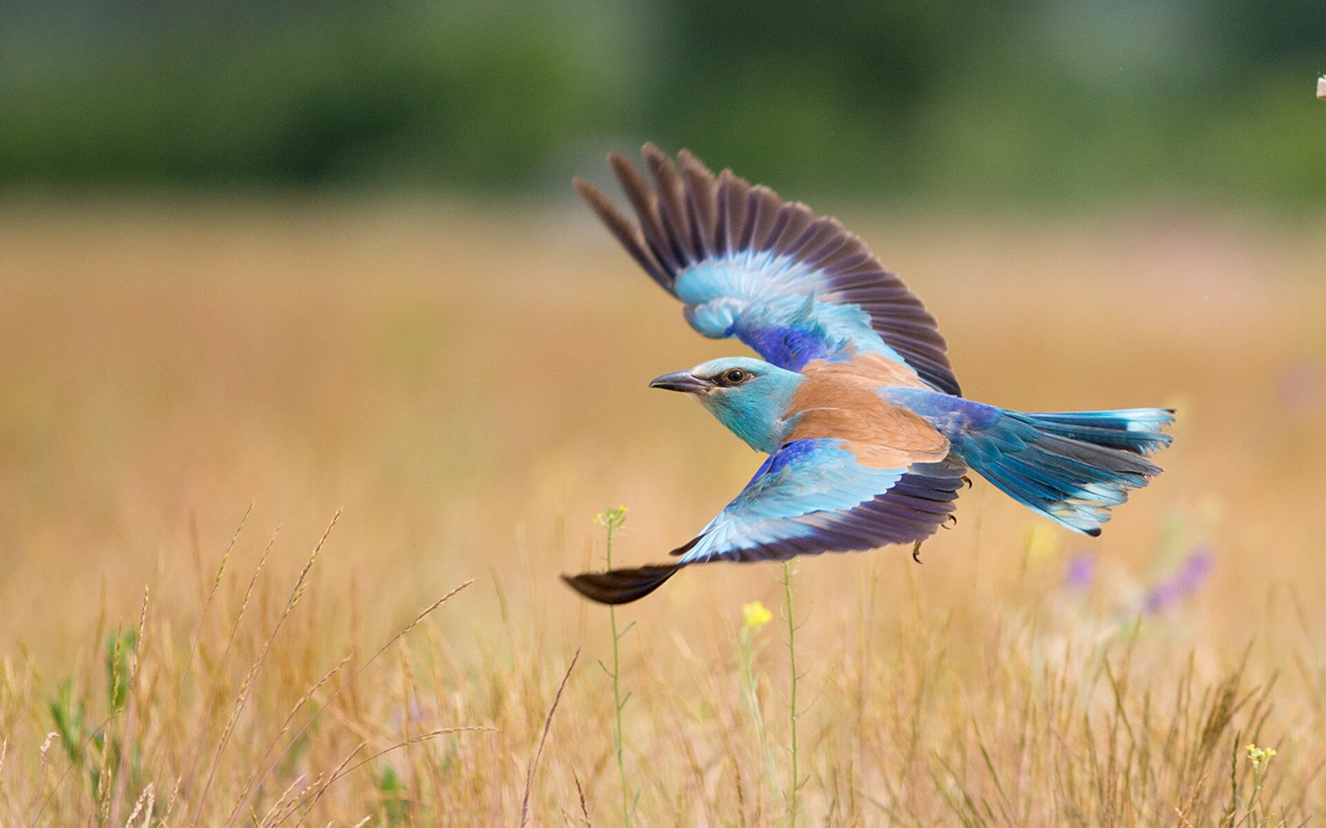 美洲杯明星拼搏：突破极限，精彩不断！，美洲杯著名球星