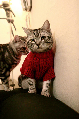 职业联赛完善运动员合同管理规范保障权益，运动员合同排名